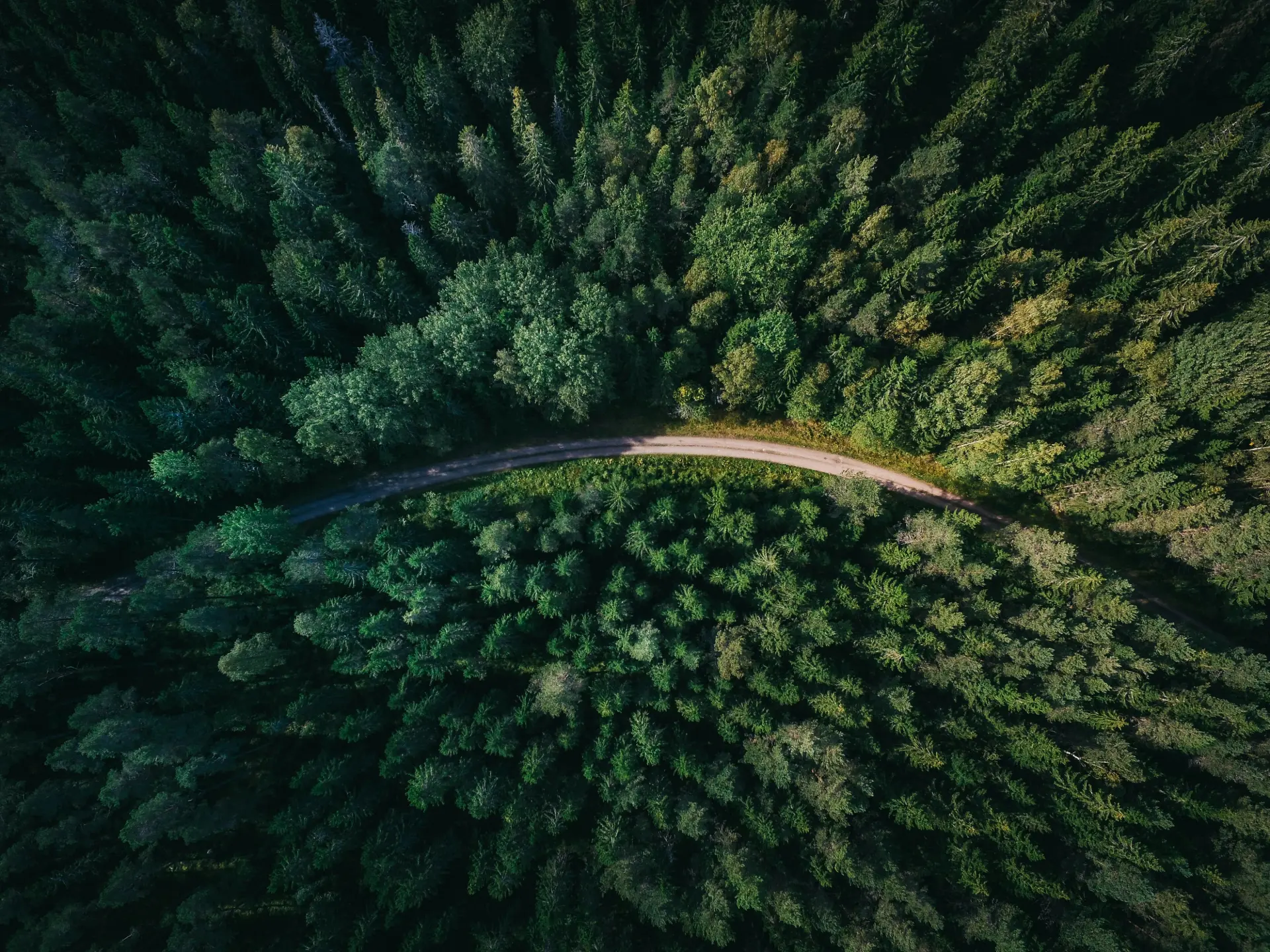 Sustainable forest background